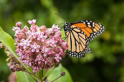 How To Grow Milkweed For Monarch Butterflies Garden Design