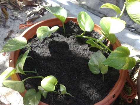 Growing or propagating money plant in soil select a medium sized pot with holes at the bottom to provide good drainage. 10: Newly transplanted Money Plant | Almost all of us love ...