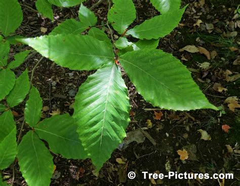 Types Of Beech Tree With Pictures