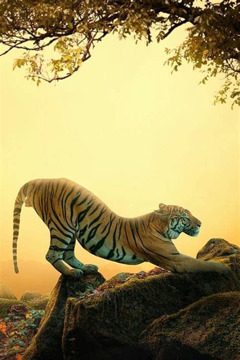 Bengal Tiger On Tumblr