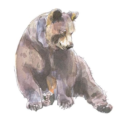 Grizzly Bear Brown Bear Watercolour Illustration Katherine Tyrer