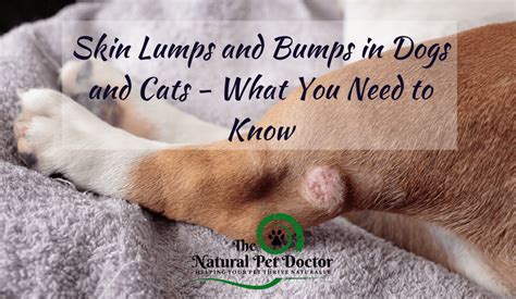 Skin Lumps And Bumps In Dogs And Cats What You Need To Know The