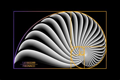Fibonacci Sequence Golden Ratio Geometric Shapes Spiral Snail Spiral