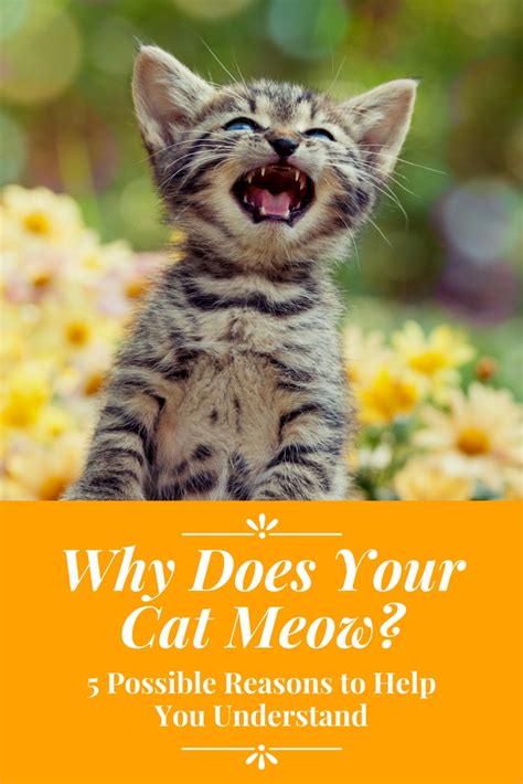 Why Does Your Cat Meow 5 Possible Reasons Cats And Meows