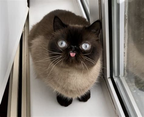 Cat Always Sticks His Tongue Out When He Poses For A Photo Metro News