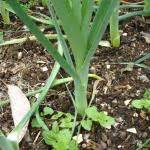 They should be left in the ground and picked the day you plan to eat them, but remember their quality starts to deteriorate at flowering stage. Growing Leeks in USA - Zone 6a climate