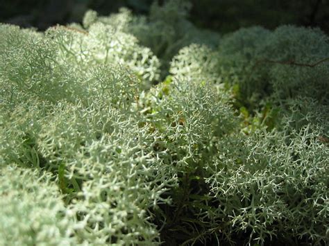 Tundra Plants All Things You Need To Know About Them