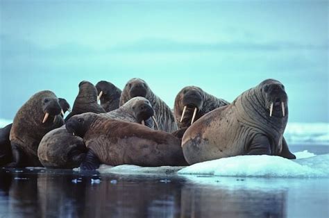 Walrus Communication Walrus Facts And Information Animals Arctic