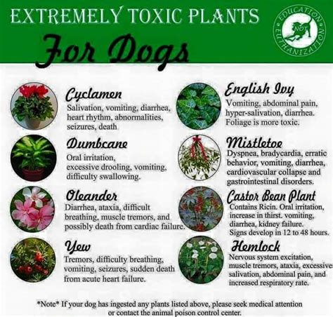 These 10 plants are among the most toxic to dogs (you can find a full list with photos at aspca.org): Toxic plants for dogs | Plants toxic to dogs, Indoor ...