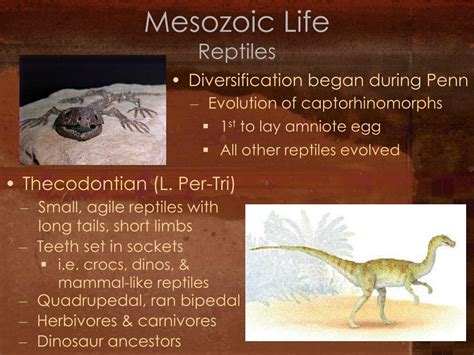 Ppt Mesozoic Era Powerpoint Presentation Free Download Id6569353