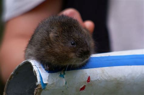 Water Voles Reintroduced To River Beane At Watton At Stone After More Than 20 Year Absence