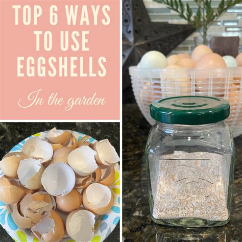Top 6 Ways To Use Eggshells In The Garden Halfway To Homesteading