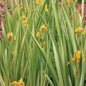 It is a major please visit the: Variegated Yellow Flag Iris pseudacorus 'Variegata ...