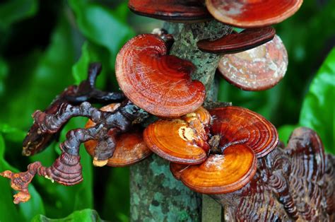 Ganoderma Lucidum Uses Dosage Side Effects Lgbtq And All