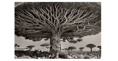 ᚲᛟᛚ ᛗᛁᚲᚨᛖᛚᛋᛟᚾ) ist einer der urvampire und somit der sohn von mikael und esther, bruder von elijah, henrik, finn, rebekah und freya sowie der halbbruder von klaus. Die ältesten Bäume der Welt | Webfail - Fail Bilder und ...