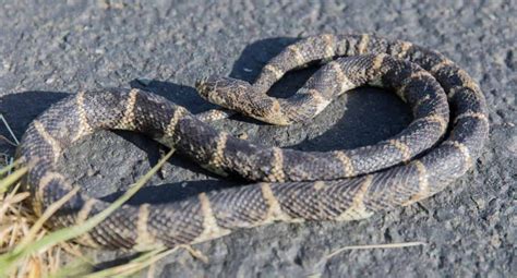 A characteristic y or v shaped patch on their head distinguishes them from poisonous snakes and also helps these snakes to defend themselves from potential predators. How Long Do King Snakes Get? (And How Long It Takes To ...