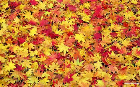 Autumn Tints Beautiful Fall Leaves Widescreen Wallpapers 1440900 No