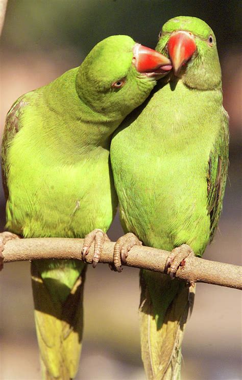 A Pair Of Parrots Kisses Each Other Photograph By Ajay Verma Fine Art America