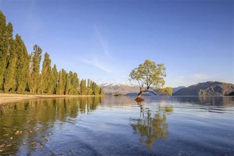 That Wanaka Tree And Lake Wanaka Shoreline Wanaka New Zealand Stock