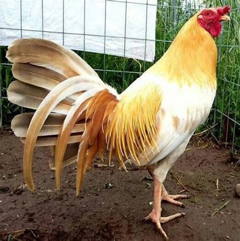 Kumpulan gambar tentang kartun yang menarik. Gambar Ayam Philipina / 7 Ciri Kaki Ayam Filipina Yang Ada ...