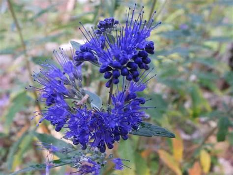 Bluebeards How To Grow And Care For Bluebeard Plants Caryopteris