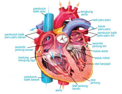 Kedudukan konstitusi dapat disebut sebagai Jantung Manusia | Dyn's World