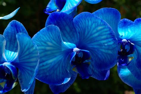 42 Blue Orchid Wallpaper Wallpapersafari