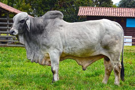 Brahman Cattle Owais Guest