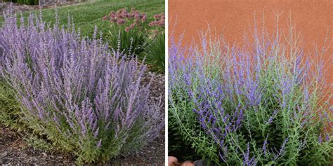 How To Grow And Care For Russian Sage
