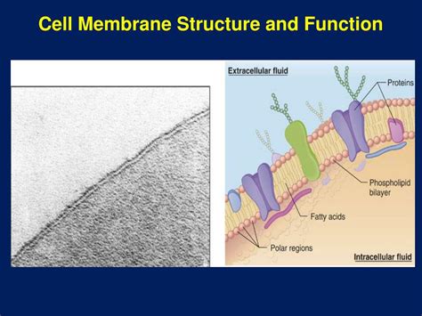 Jobs of the cell membrane. PPT - Cell Membrane Structure and Function PowerPoint ...