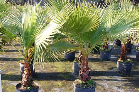 Maybe you would like to learn more about one of these? Washingtonia robusta, Washington Palm, Mexican Fan Palm ...
