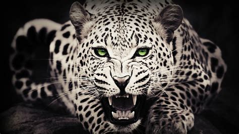 Awesome Animals Wallpapers