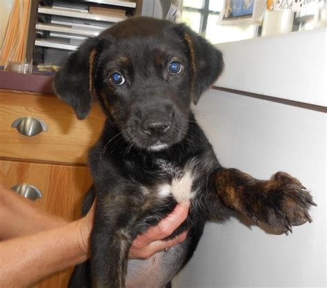 Today we are getting a new lab mix puppy! Rottweiler Labrador Mix | Rottweiler mix puppies ...