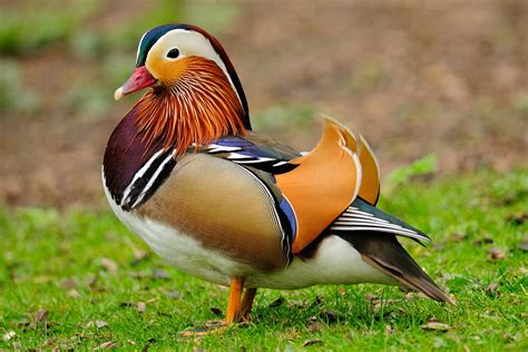 7 Wonderful Mandarin Duck Facts Starnews