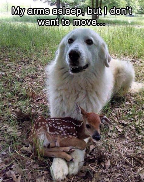Funny Animal Pictures Of The Day 23 Pics Funny Animal Pictures