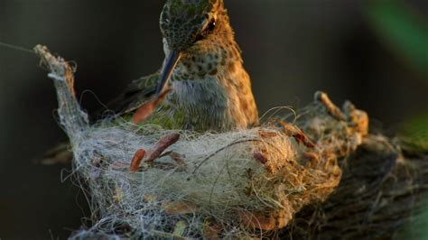 Birds Designers Engineers And Builders Of Nests Pbs Learningmedia