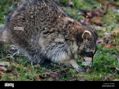 Raccoon Eating Hi Res Stock Photography And Images Alamy