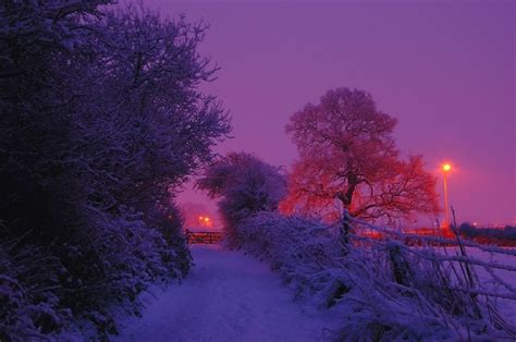 Pin By Roxy On Purple Snow Pictures Winter Light Purple Trees
