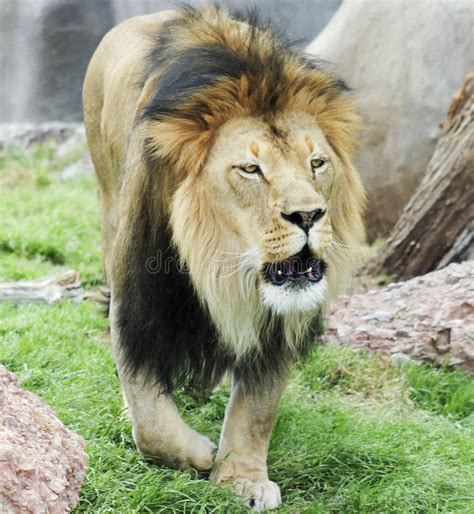A Male Lion Panthera Leo Roaring Loudly Stock Image Image Of Mammal
