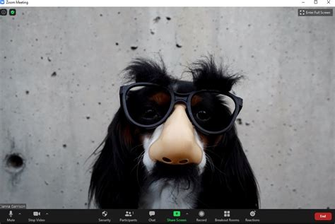 These 16 Funny Zoom Backgrounds Include Some Hilarious Dog Photos Irideat