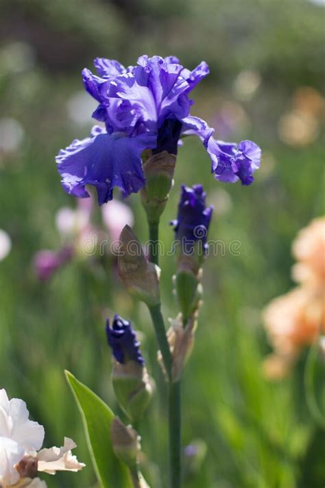 Beautiful Blue Iris Flower Growing In The Garden Stock Image Image Of