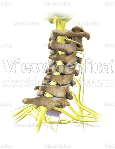ViewMedica Stock Art: Cervical spine with nerves, spinous processes