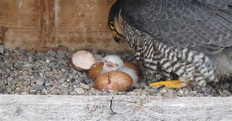 Three Peregrine Falcons Born Atop City Building