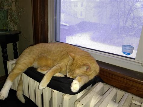Fall River Cat Caught In Blizzard Rmassachusetts