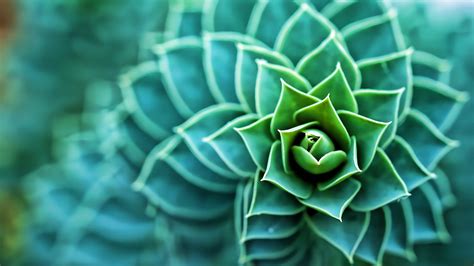 Hd wallpapers and background images. succulents, Plants, Macro Wallpapers HD / Desktop and ...
