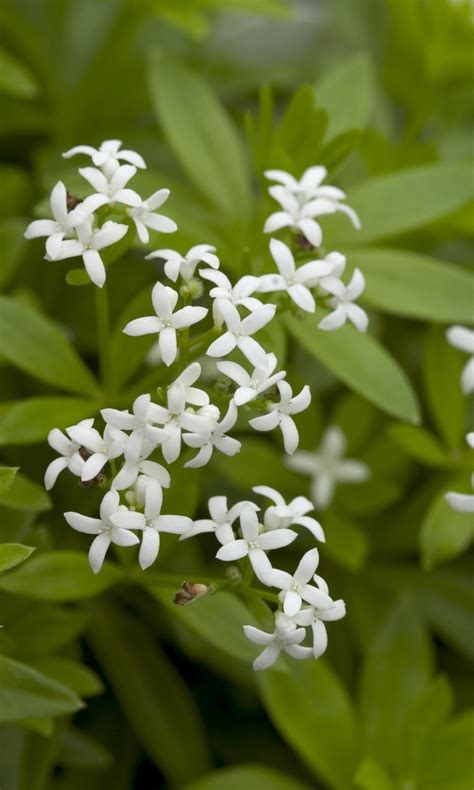 Odoratum) is native to northern and central europe, north africa, and siberia. Galium odoratum | Sweet Woodruff | Gateway Garden Center