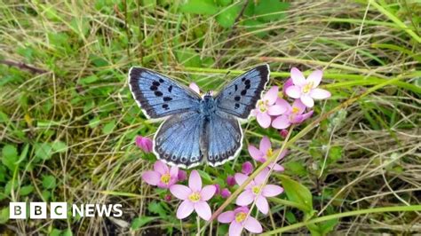 Large Blue Butterfly Thriving After Reintroduction Bbc News