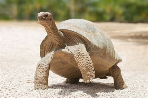 Which Tortoises Live The Longest Reptilecity