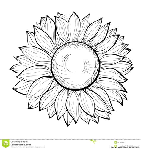 Sunflower Drawing Black And White Amazing Wallpapers
