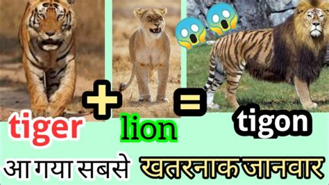 Tigon New Breedtigon Cross Breadingmale Tigerfemale Liontigon🦁🐯